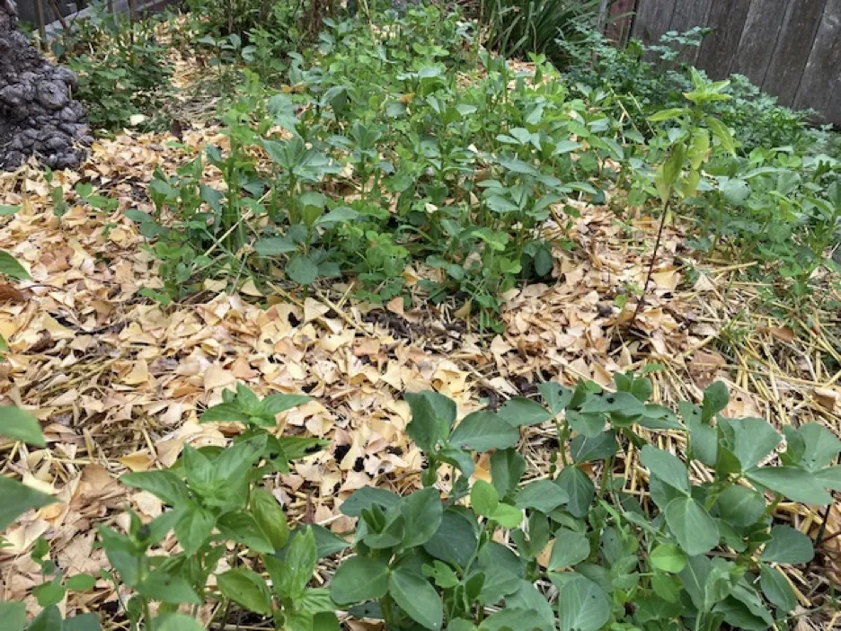 Keeping your soil covered