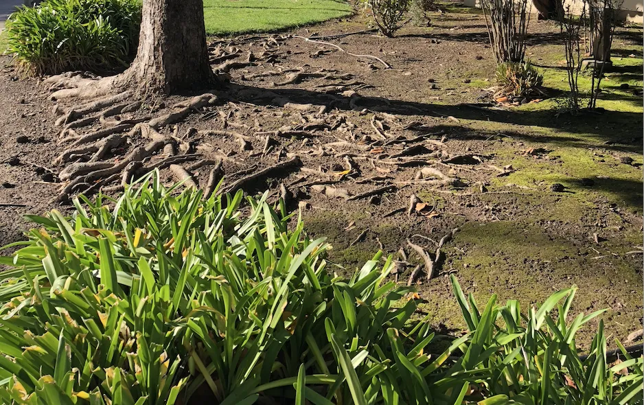 Eroded soil under a tree