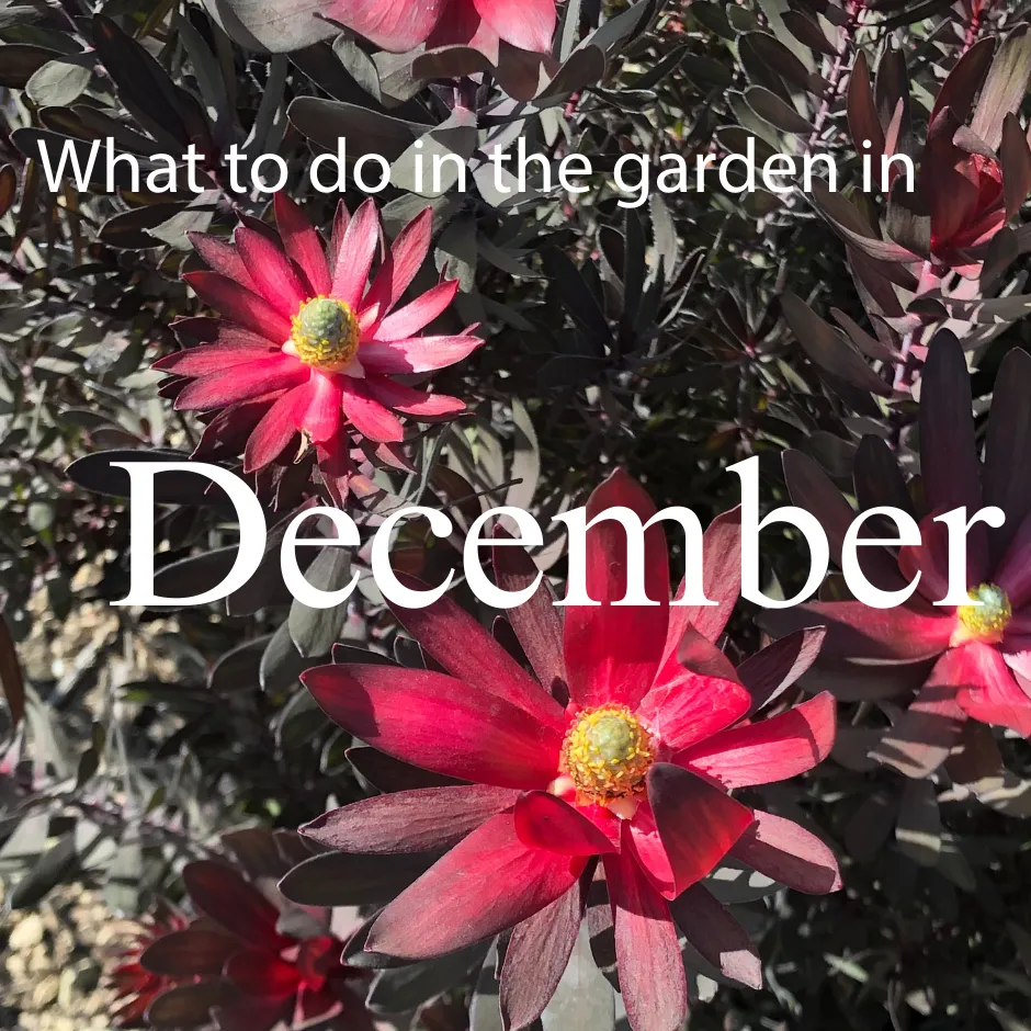Ebony leucodendren bracts with What to do in the garden in December text overlay
