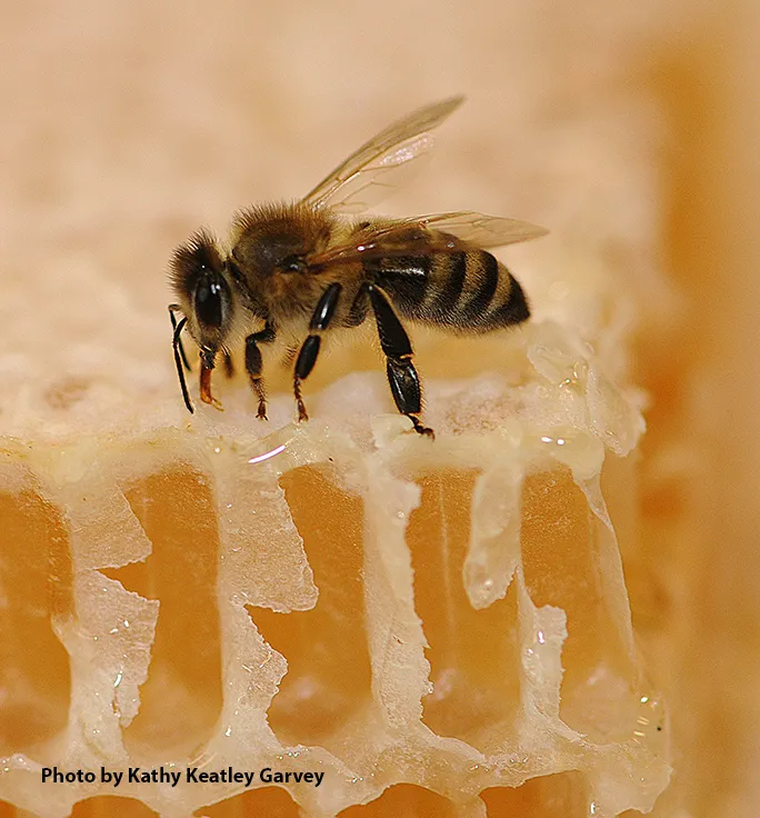 Bee on honey comb. (Photo by Kathy Keatley Garvey)