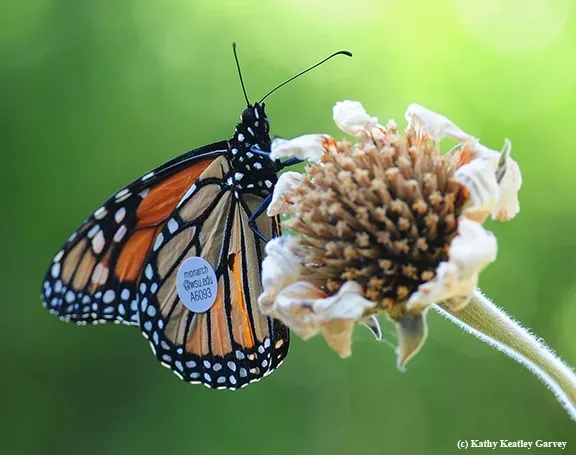 A tagged monarch in a Vacaville garden. (Photo by Kathy Keatley Garvey)