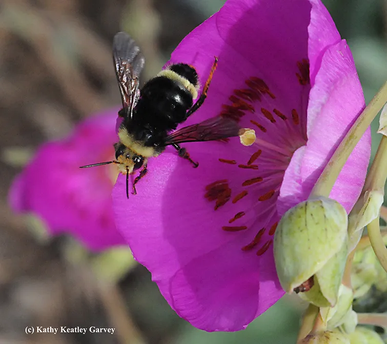 Yellow-faced bumble bee, Bombus vosnesenskii on a rock purslane. (Photo by Kathy Keatley Garvey)