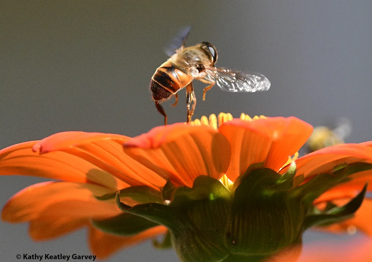 Eristalis tenax
