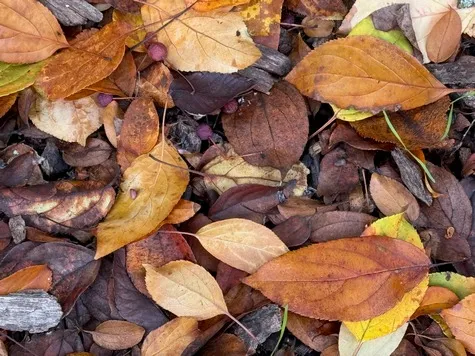 Small photo of leaves on the ground