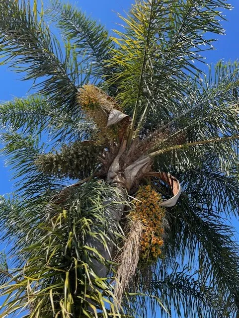 looking up in a palm tree from the ground one can see the orange fruits and fronds