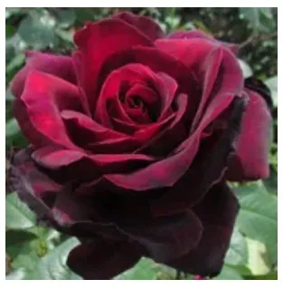 Dark red rose