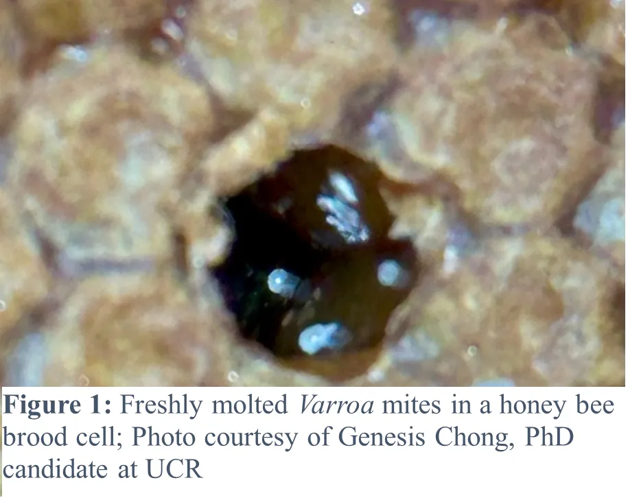 Varroa mite in brood cell