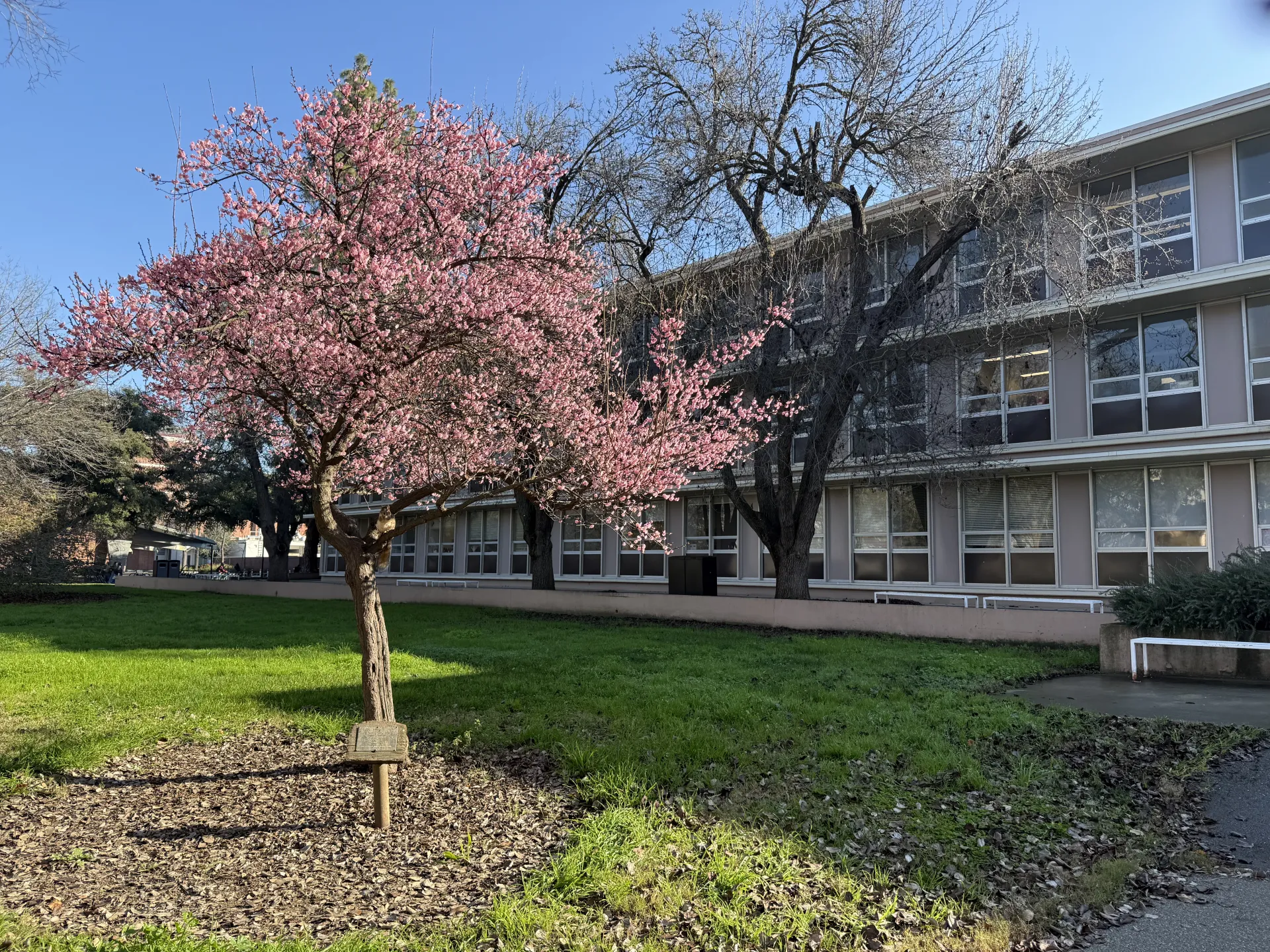 A Japanese apricot blooming at Wickson Hall, UC Davis. (Photo by Kathy Keatley Garvey)