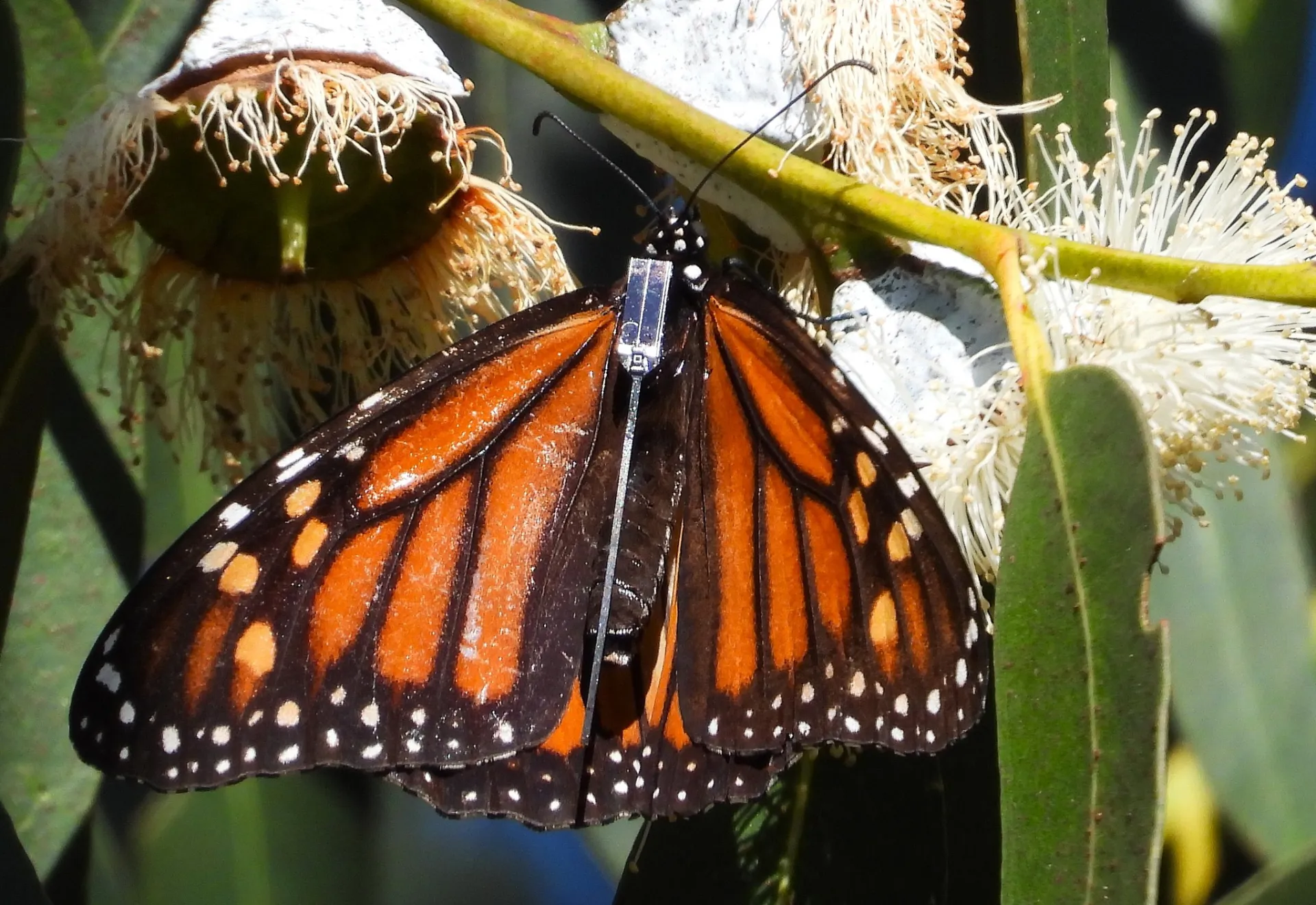 An "E-tagged" monarch. (Photo courtesy of Washington State University migratory monarch researcher David James)
