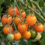Tomato_Cherry_Gold Nugget_MGFT_150