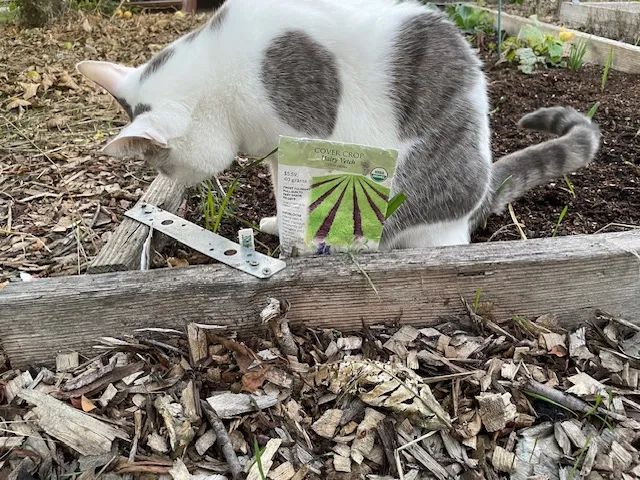 Snugs the white and dotted grey cat inspect the vetch bed