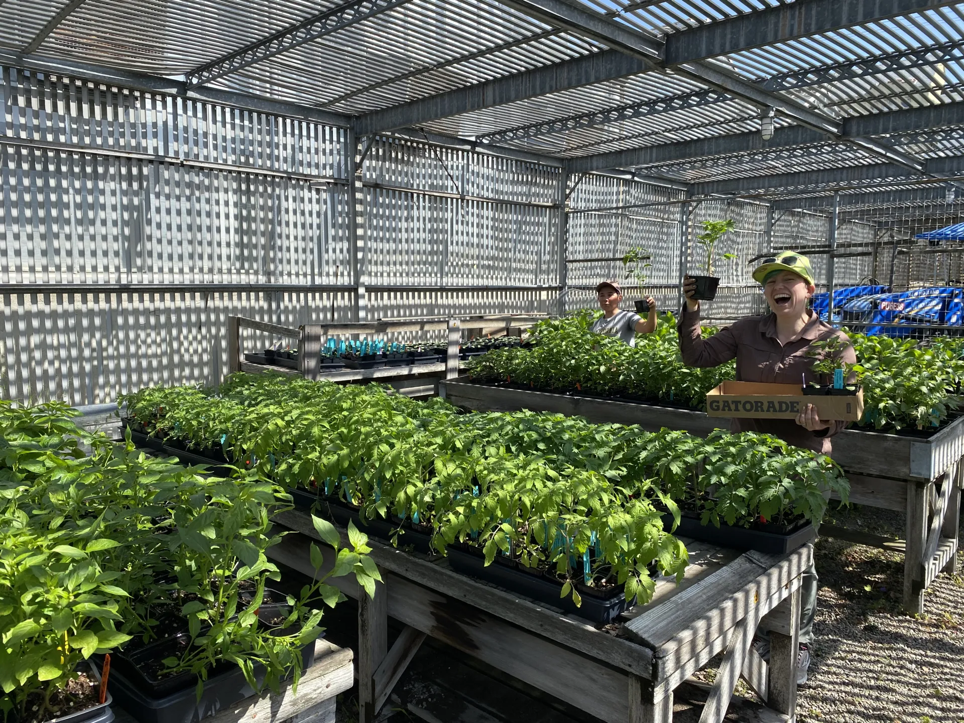 UC Master Gardeners growing vegetable starts in a greenhouse