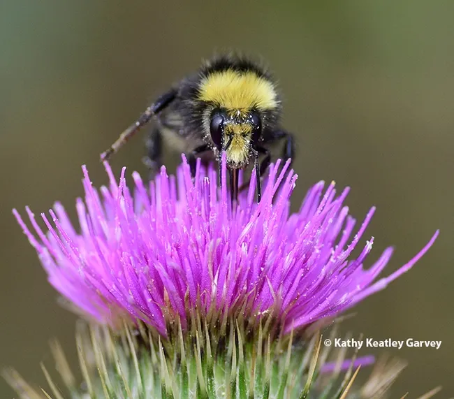 Yellow-faced bumble bee, Bombus vosnesenskii, on bull thistle. (Photo by Kathy Keatley Garvey)
