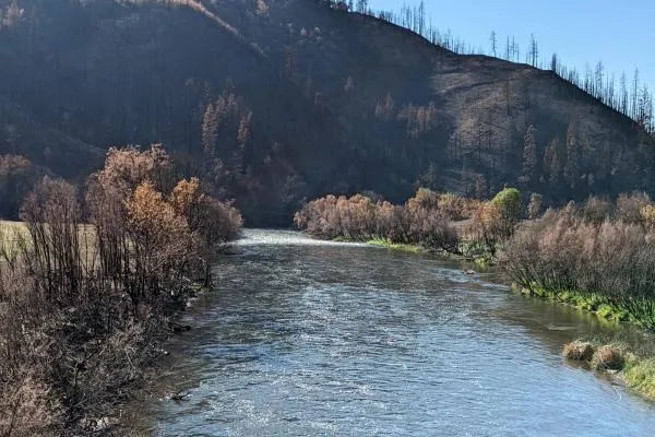 Aftermath of the Klamath Mckinney Fire, picturing a river lined with burned trees and vegetation. Photo Credit Damon Goodman.