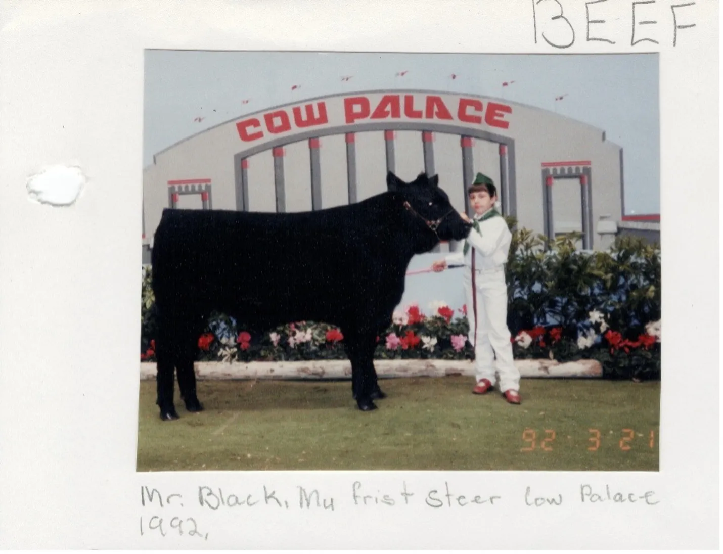 Small girl in white 4-H uniform stands next to a huge black steer. Cow Palace sign in background