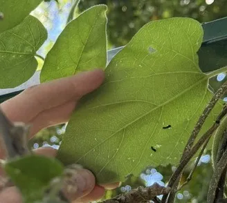 Recently emerged caterpillars on pipevine leaf.