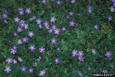 Clumps of periwinkle, with purplish blossoms and green leaves.