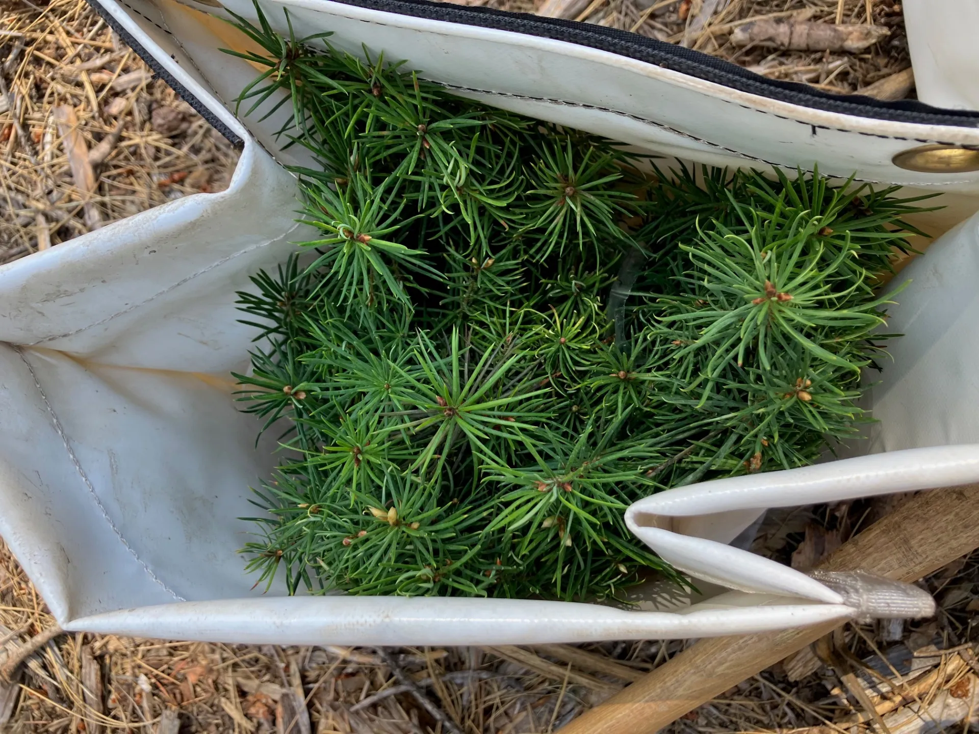 Bag of conifer seedlings.