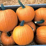 Racer Pumpkin, Johnny's Selected Seeds