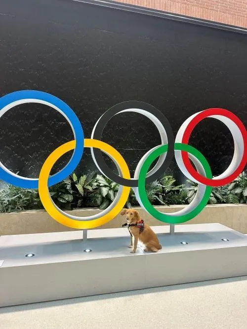 A dog named Saba in front of the olympic circles