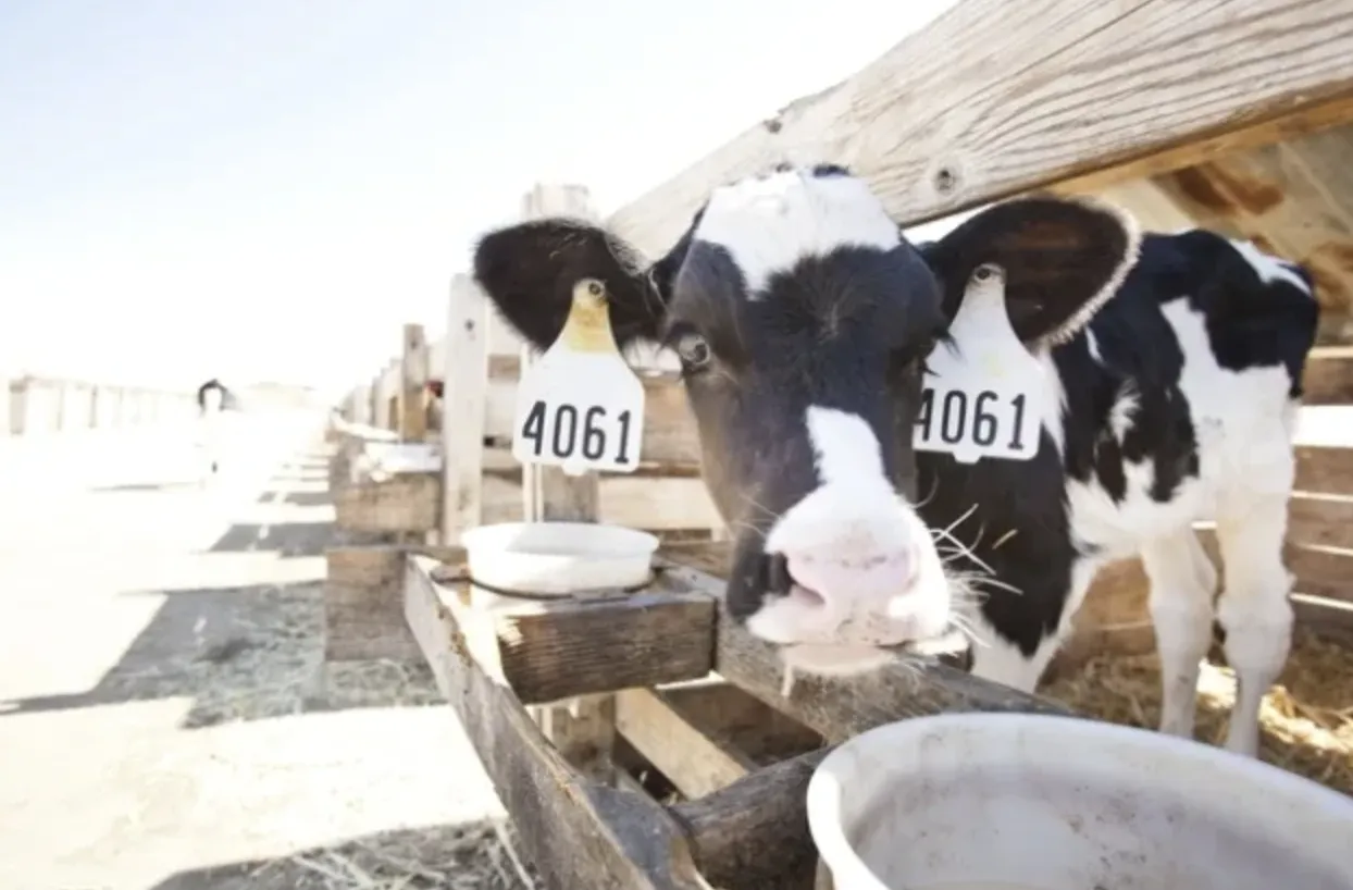 Estudios sobre vacas lecheras.