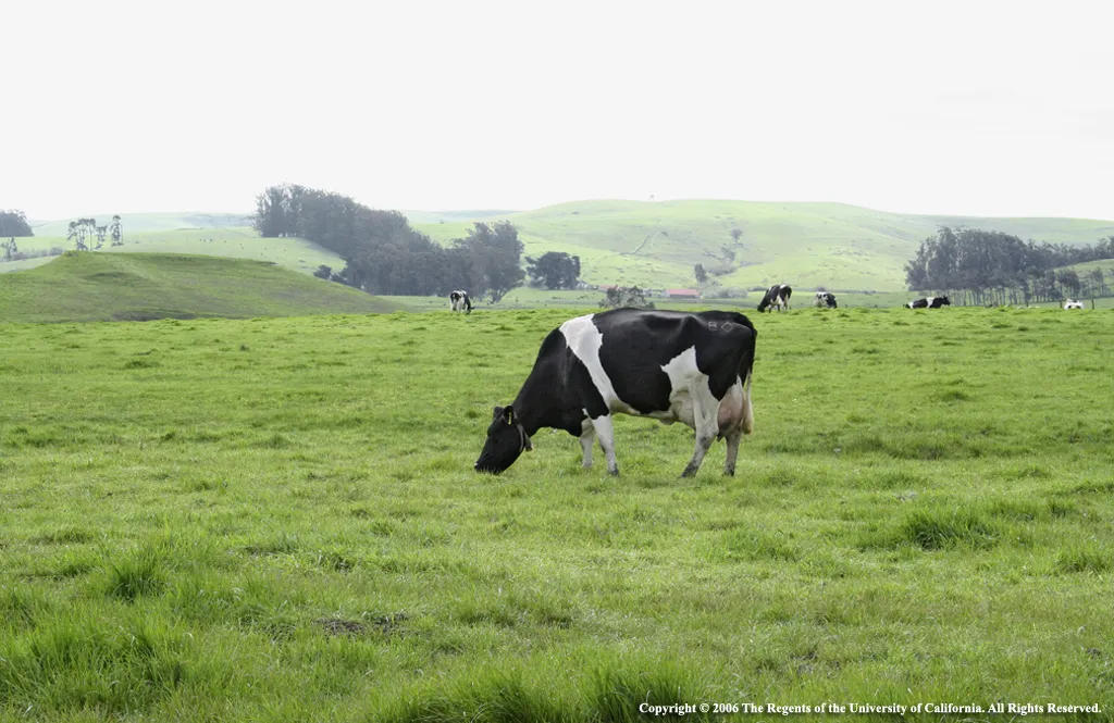 A black and white cow grazes in a green pasture