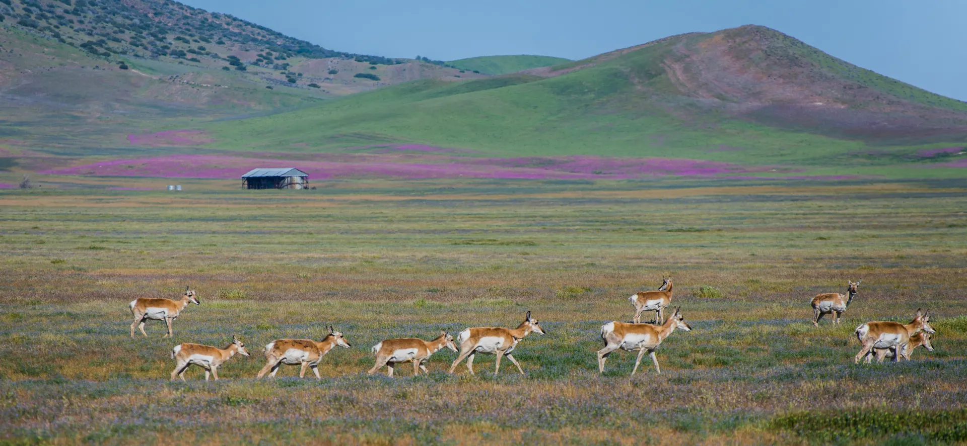 purple mountains majesty