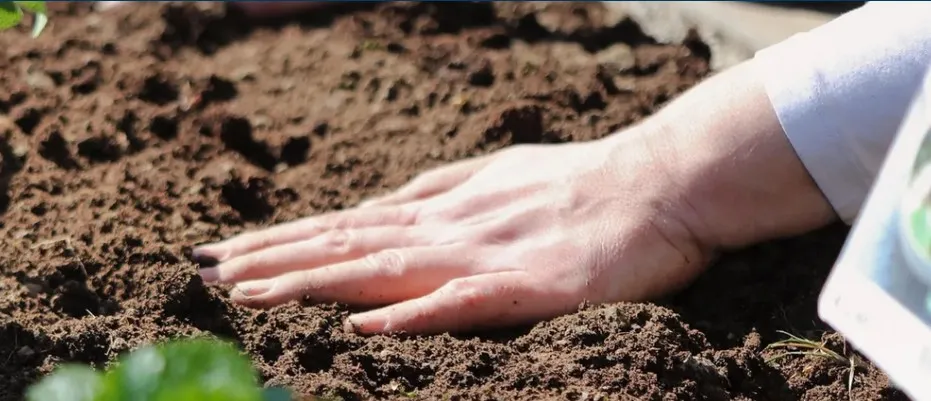 Photo of a hand resting on soil.