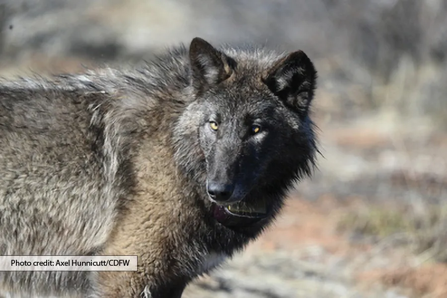 Face and shoulders of a black-faced wolf