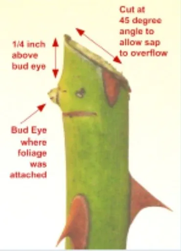 Image with info on cutting a bud union.