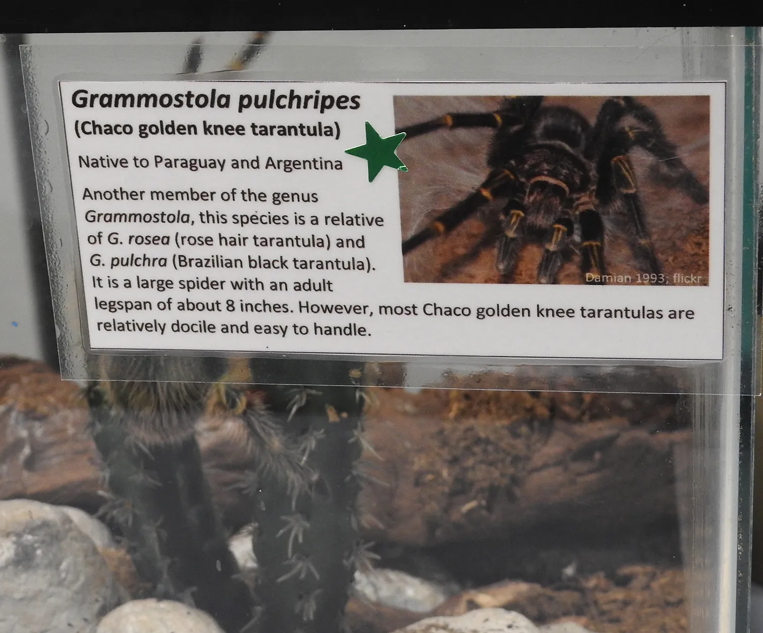 This was home, sweet home for Coco McFluffin. (Photo by Kathy Keatley Garvey)