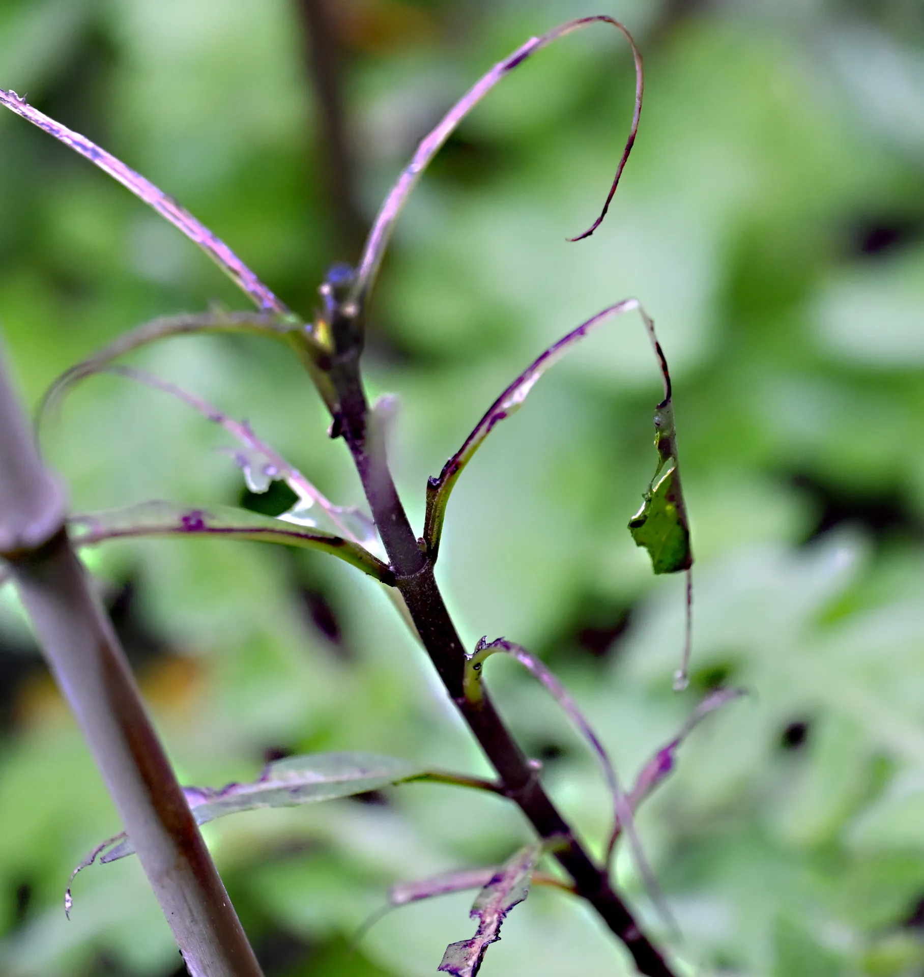 Stripped leaves on tender young milkweed. (Photo by Kathy Keatley Garvey)