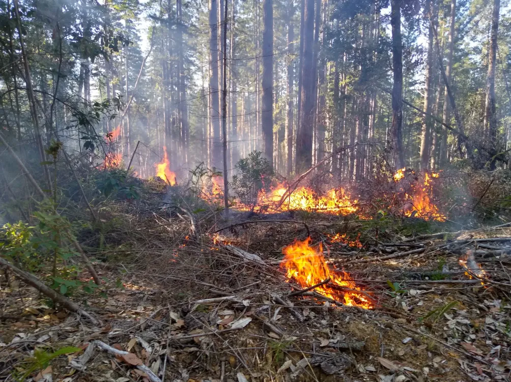 fire in a forest landscape