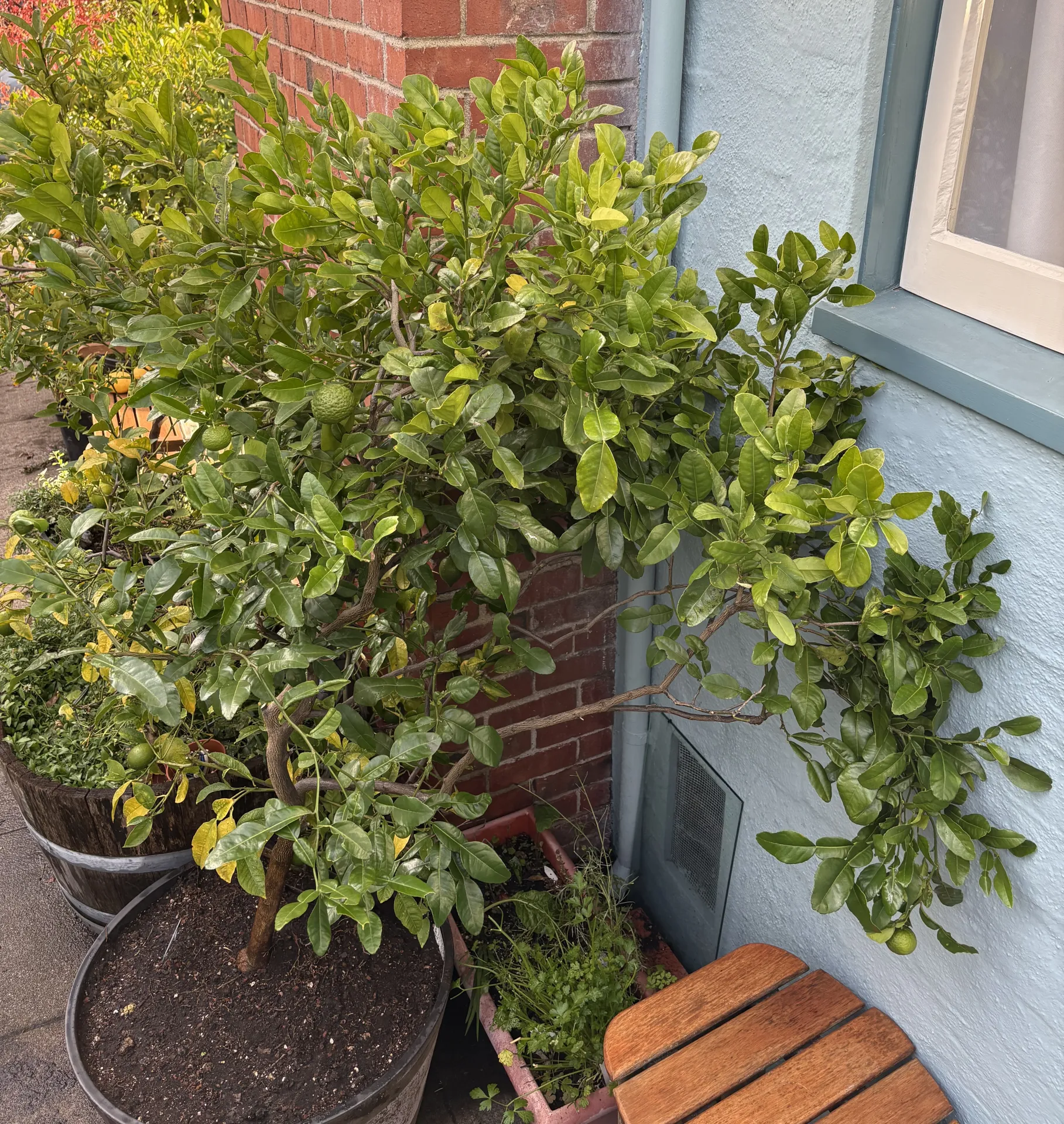 makrut lime bush planted in potting soil, not garden soil