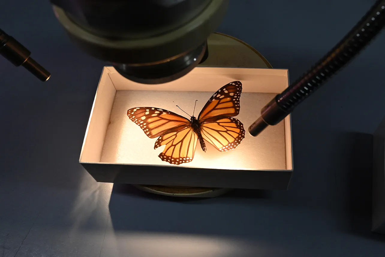 A monarch specimen at the Bohart Museum of Entomology. (Photo by Kathy Keatley Garvey)