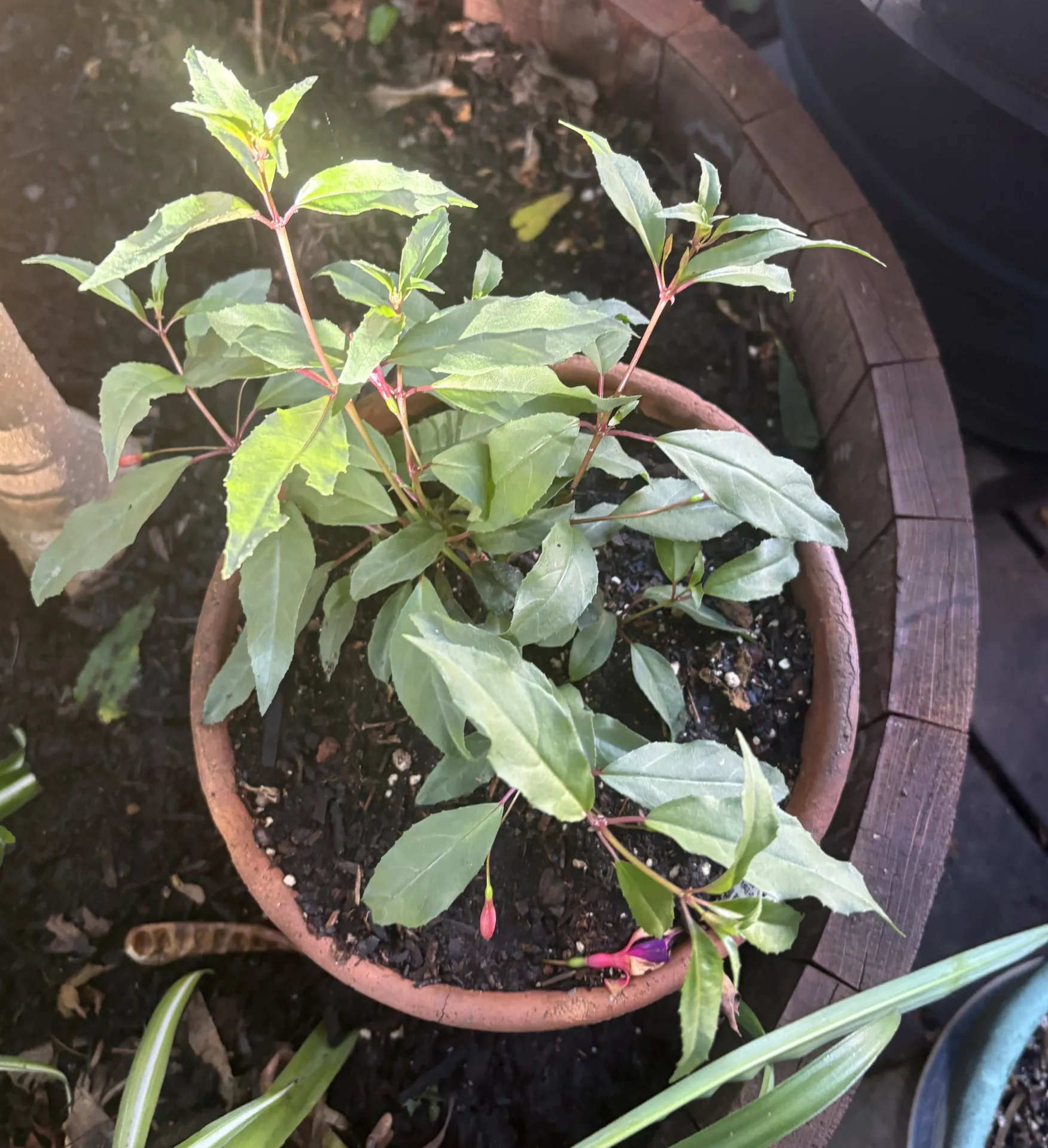newly planted fuchsia in appropriately-sized pot