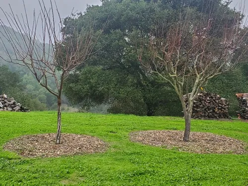 Two plum trees in winter