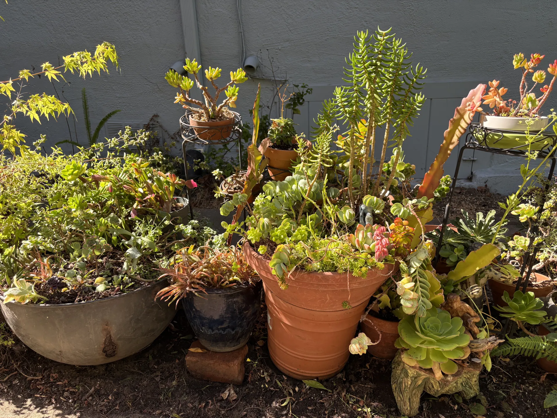 variety of succulents in varying types of containers