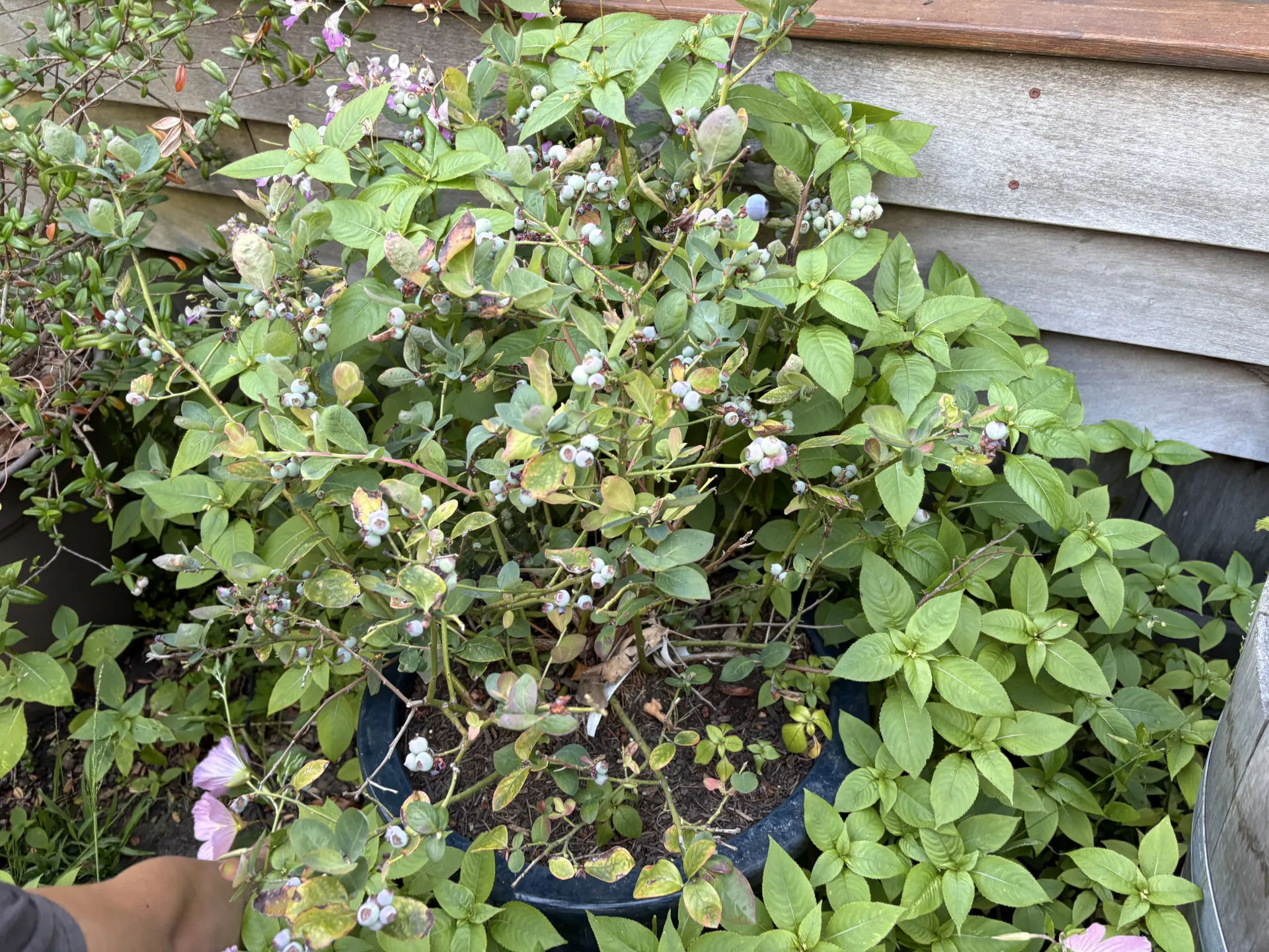 blueberry bush in container with many blueberries