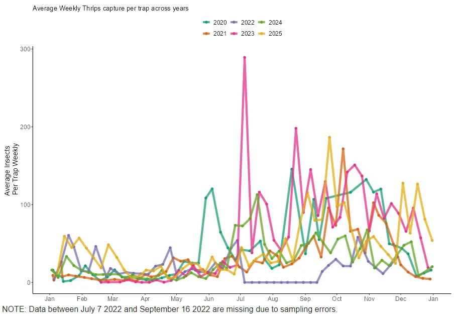 This is a line graph showing average thrips catch per trap weekly on the y axis and weekly sampling date on the x axis. Each line represents a different year of sampling. 