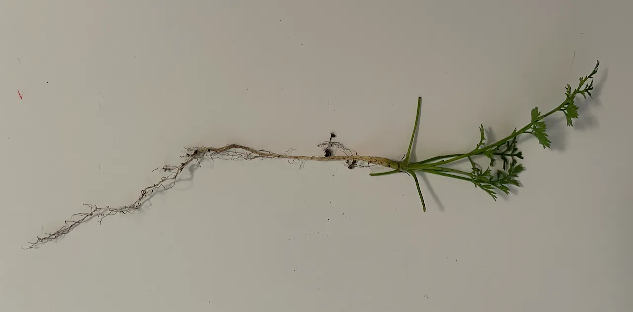 Carrots should be planted from seed as the long tap roots are easily damaged leading to stunted growth and misshapen carrots.