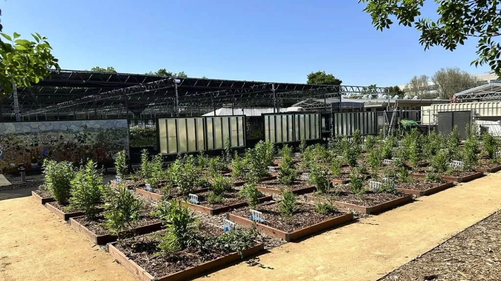 Murals behind the Plant Nursery, UC Davis Arboretum and Public Garden