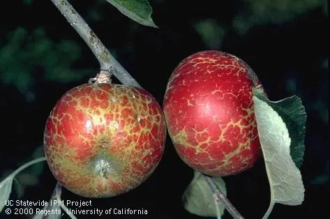 Greenish yellow lesions on surface or red apple 
