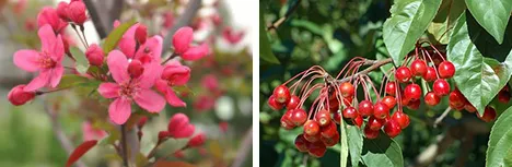 Crabapple flowers and berries