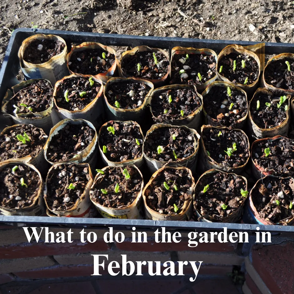 What to do in the garden in February - seeds starting in newspaper pots