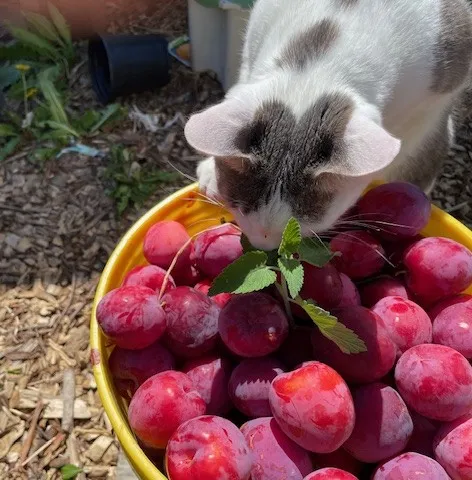 snugs the white and grey cat is sniffing on a bowl of purple pluots