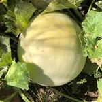 Honeydew Melon