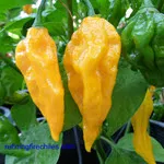 Fatalii Hot Pepper