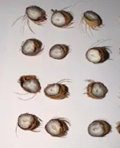 The areca palm (Chrysalidocarpus lutescens H. Wendl.) is widely cultivated in tropical landscapes, yet we observed that volunteer seedlings are rarely seen beneath mature trees in Barbados, West Indies, despite apparently favorable environmental conditions. We conducted that showed fresh, cleaned seeds from fully mature, soft-ripe fruits planted immediately provided the best germination.