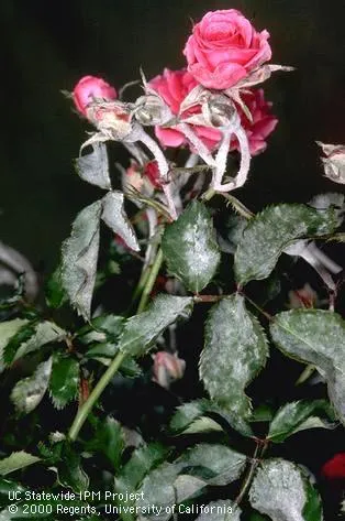  Pink rose bush with white powdery mildew deposits on green leaves
